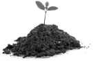 seedling